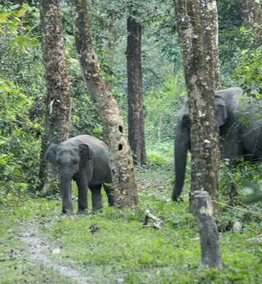 'মাম্মি' আর তার হেভিওয়েট আম্মি