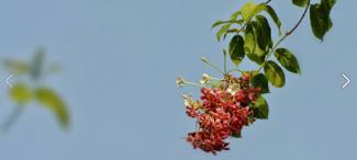 নত হয়ে আসি